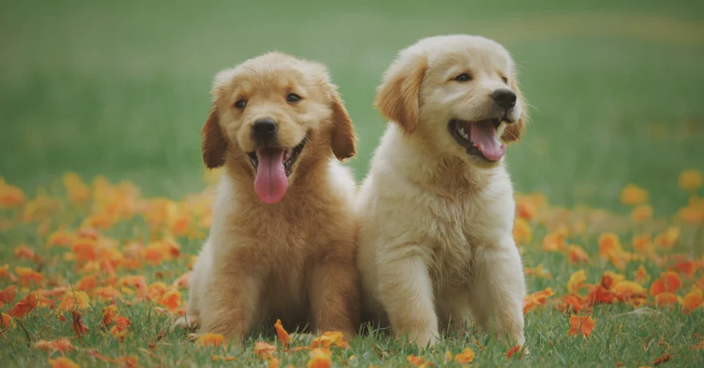 7 Best Dog Breeds for Families (Matched by Lifestyle)
