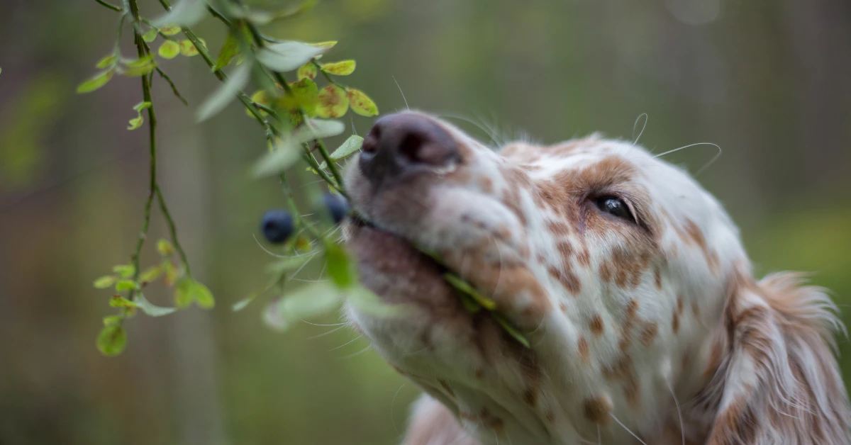 Dog sniffing green leaves outdoors, curious about plants and berries