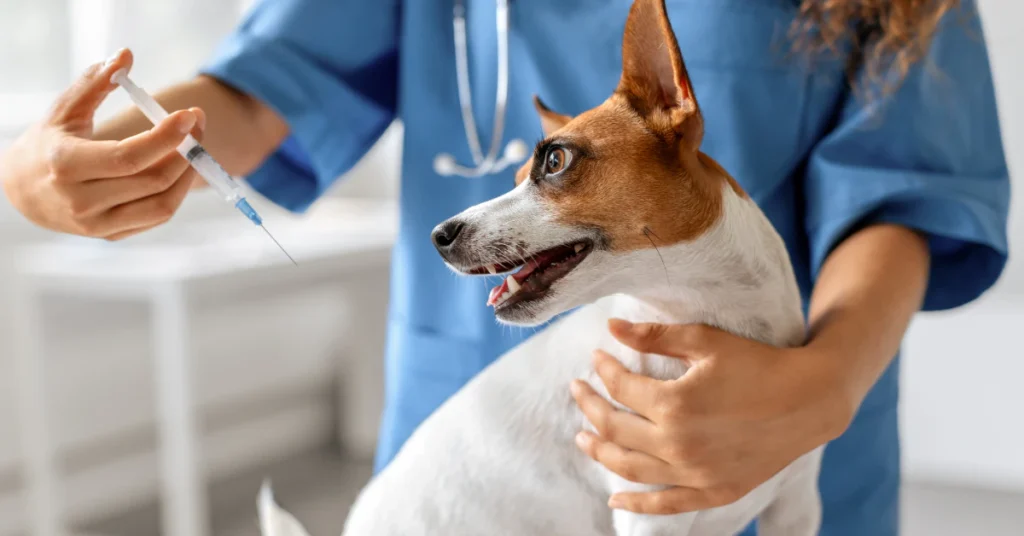 Veterinarian examining a dog during a checkup at the clinic