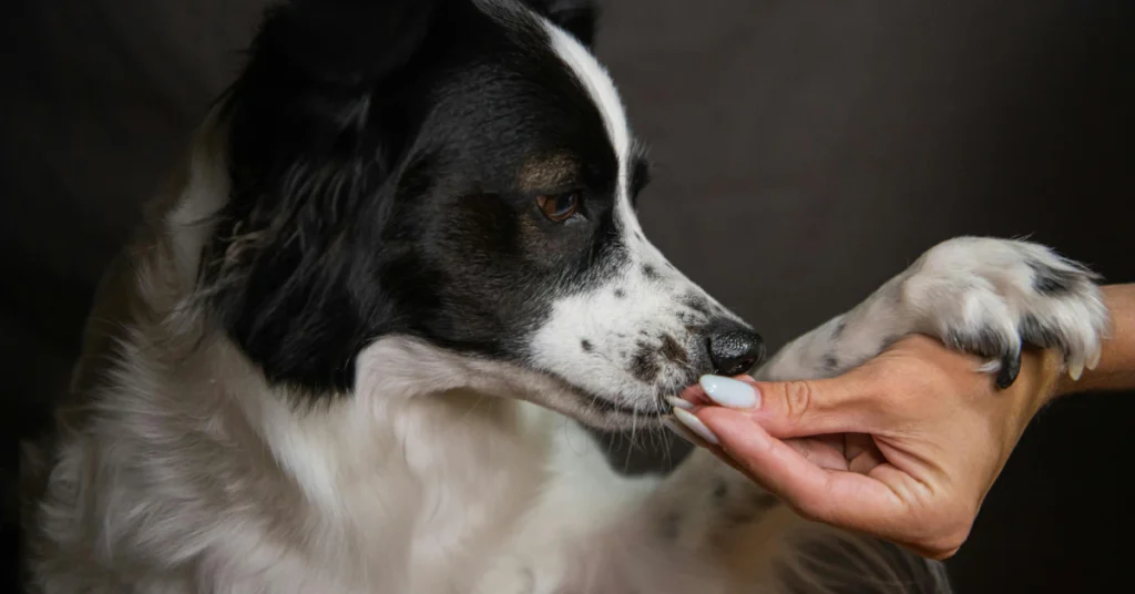 Border collie being fed a blueberry treat by hand