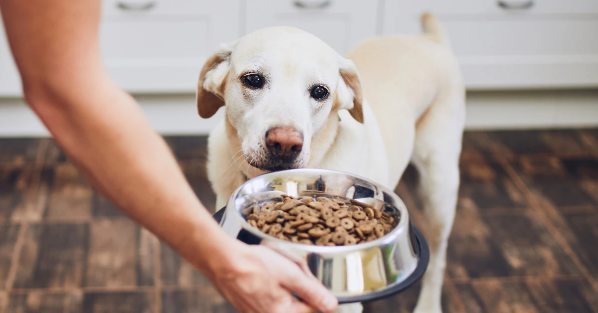 Dog eating from bowl of sensitive stomach food