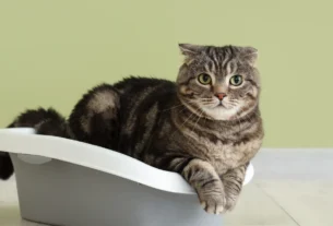 Tabby cat sitting in a gray litter box