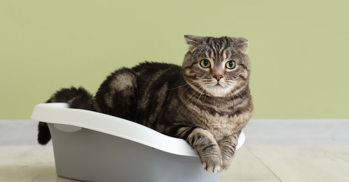 Tabby cat sitting in a gray litter box