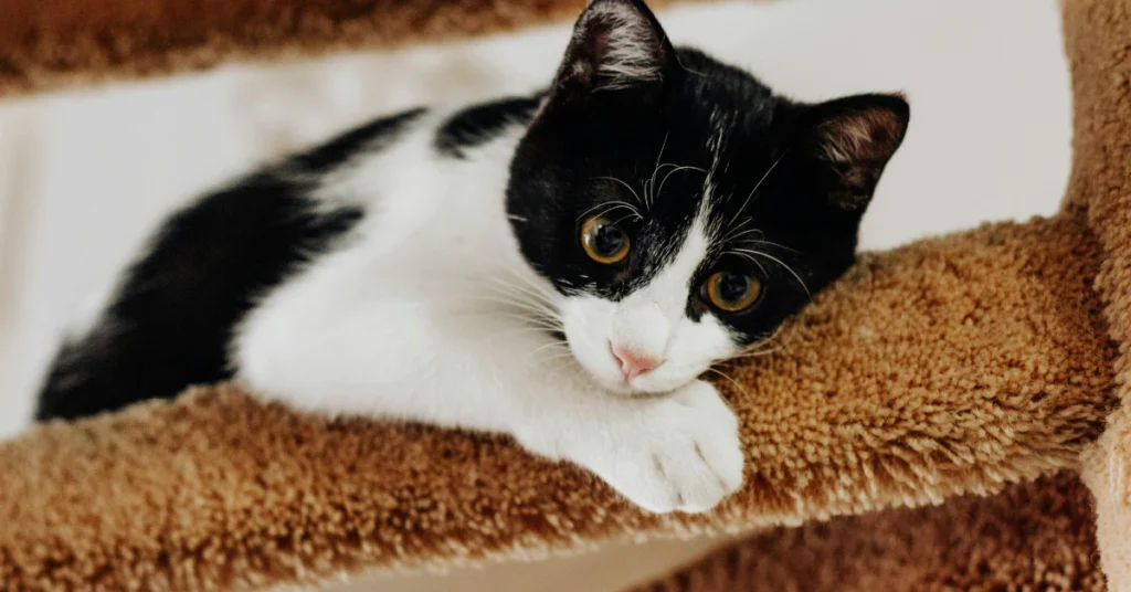 Black and white cat lying stretched out on a brown mat