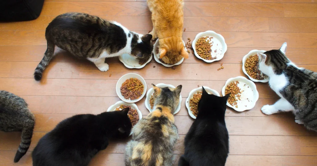 Several cats gathered around food bowls in a home