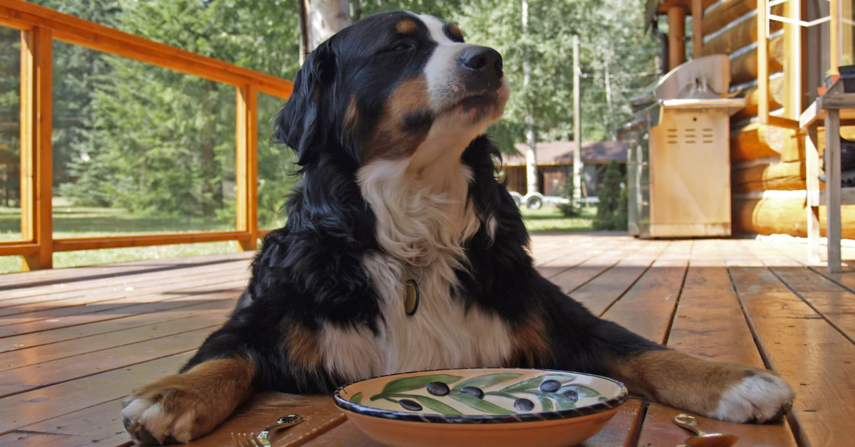 Curious golden retriever sniffing a halved avocado on a kitchen floor