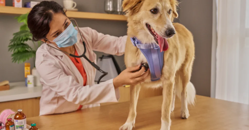 Veterinarian examining a dog while a laptop shows conflicting search results about avocado