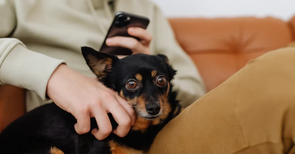 Worried owner checking on a dog next to a phone ready to call the vet