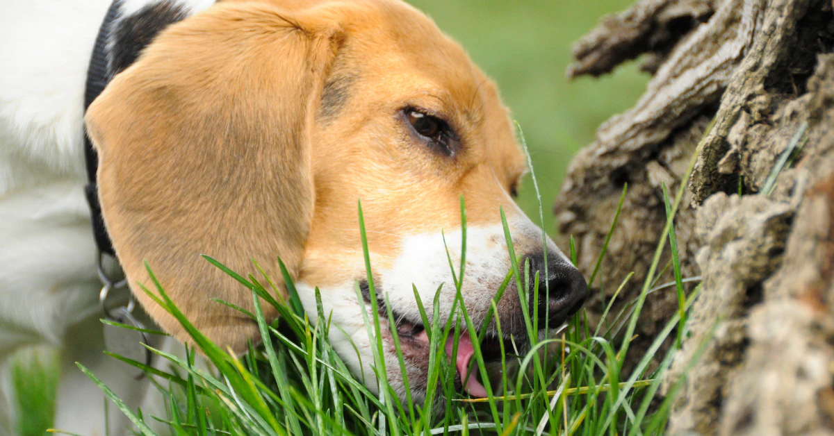 dog eating grass in yard
