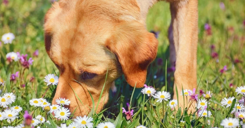 dog grazing on grass instinct