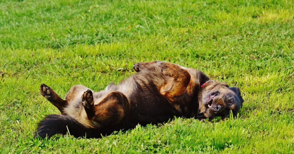 dog calm normal grass grazing