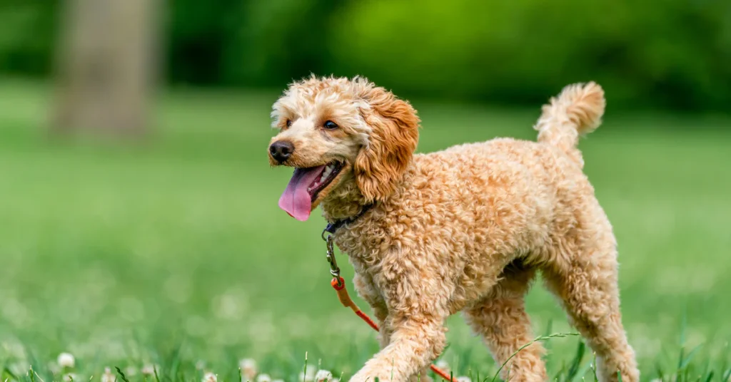 dog exposed lawn chemicals grass hazards