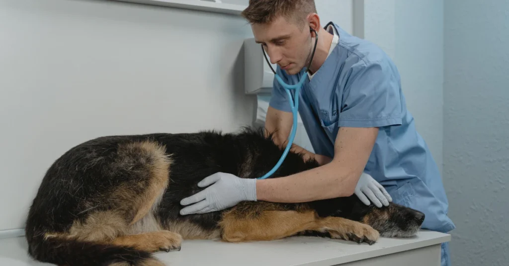 dog vet emergency checkup bloat symptoms