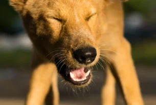 Brown dog with eyes closed and mouth open, mid-sneeze