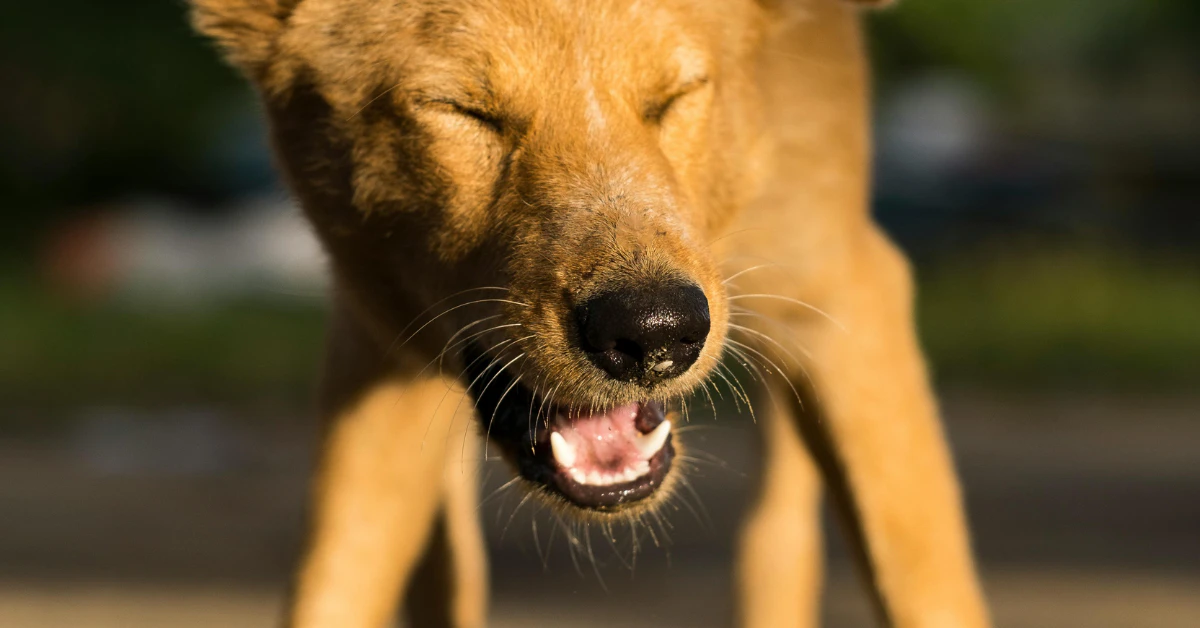 Brown dog with eyes closed and mouth open, mid-sneeze