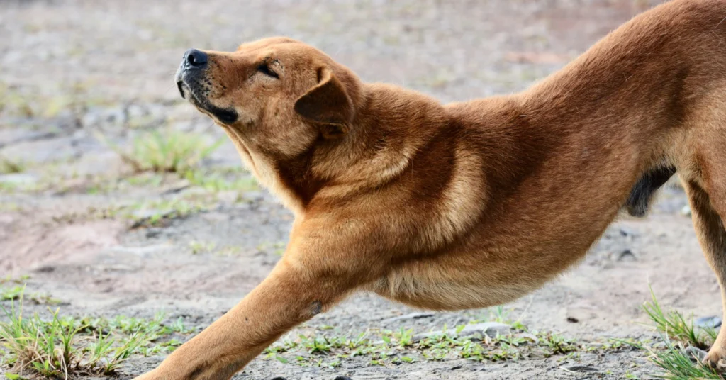 Brown dog stretching with front legs down and neck extended