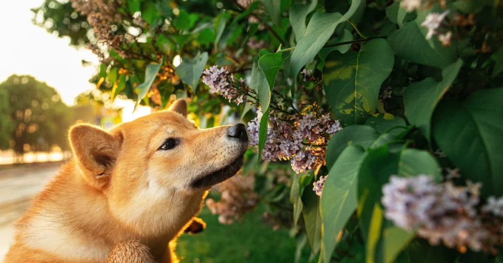 Shiba Inu dog sniffing flowers in a garden