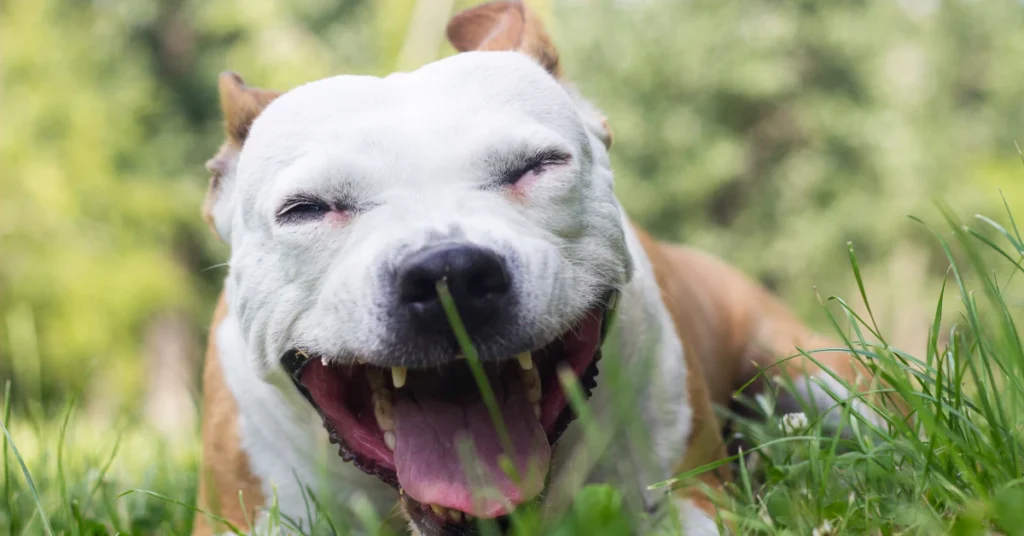 White dog with mouth open smiling in the grass