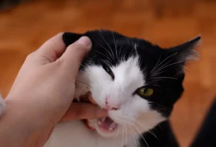 Cat biting owner's hand during play showing overstimulation and play aggression