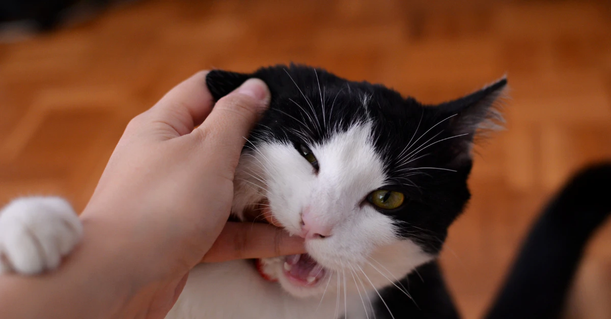 Cat biting owner's hand during play showing overstimulation and play aggression