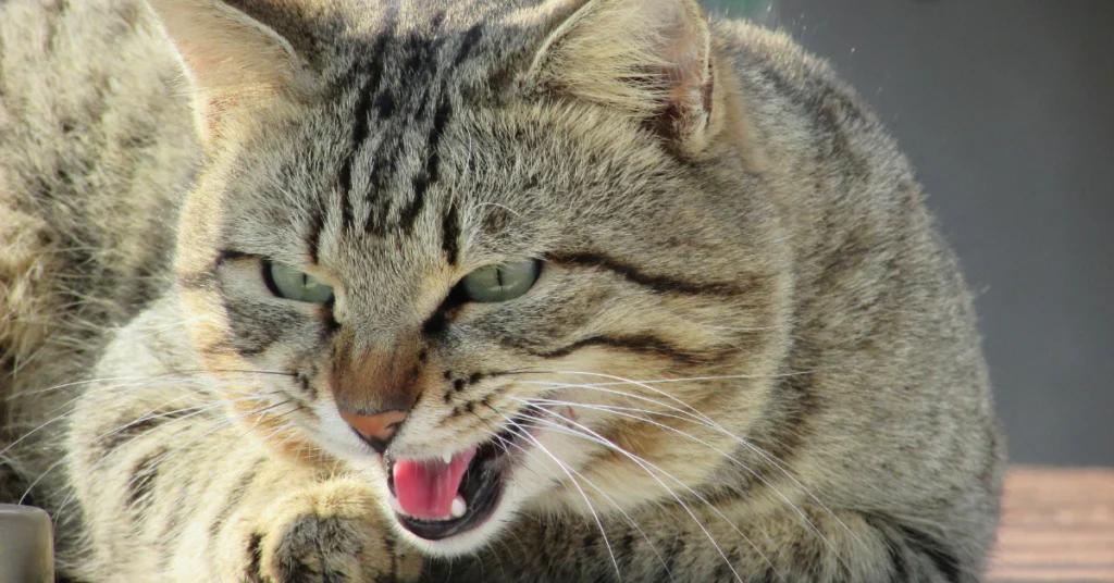 Cat showing warning signs before biting with flattened ears and tail flicking