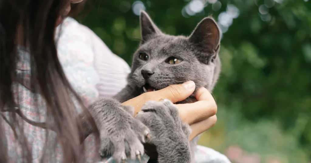 Cat gently nibbling owner's hand as a sign of affection and trust