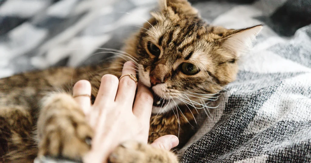 Close-up of cat bite puncture wound showing infection risk on hand