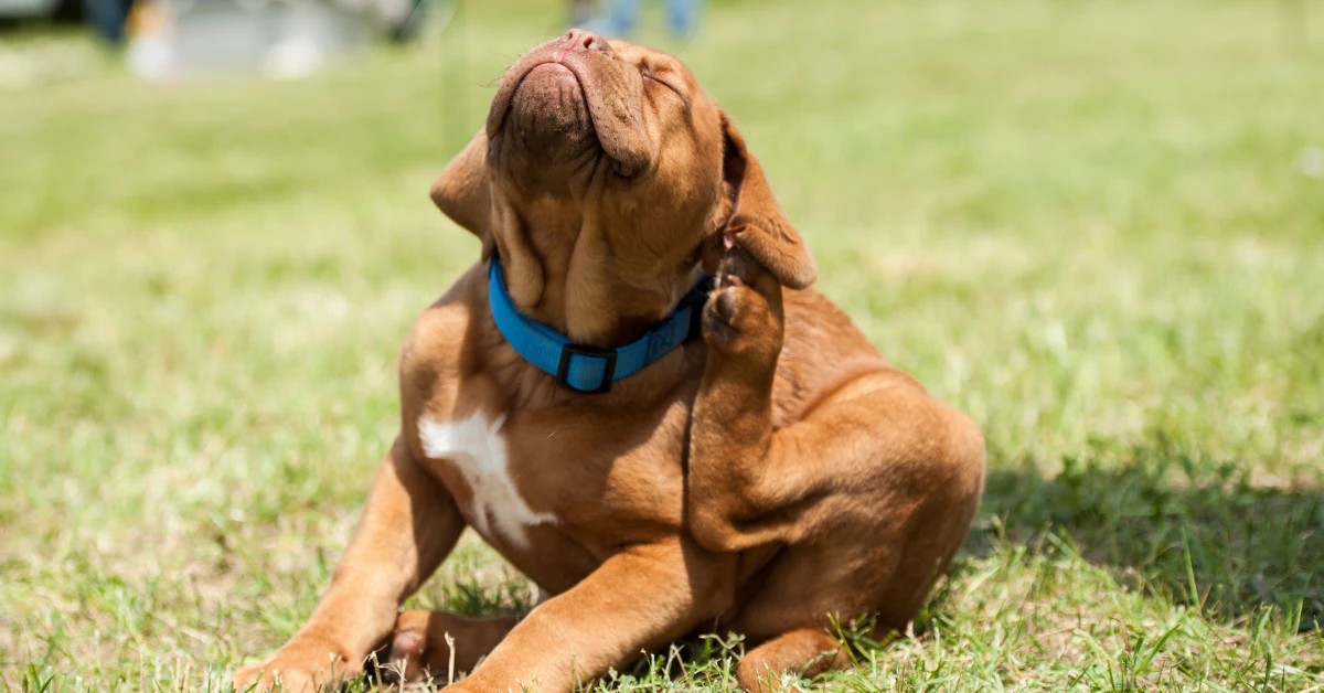 Dog scratching due to flea infestation on skin