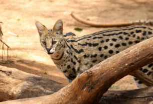 Serval cat standing in African savanna