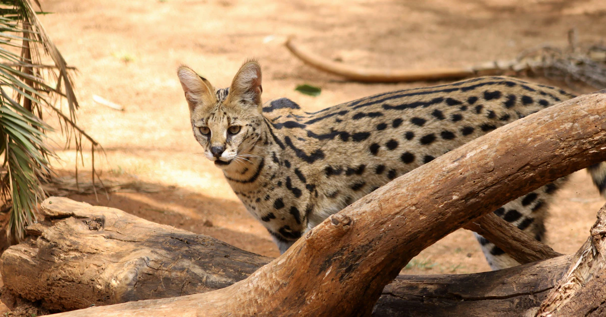 Serval cat standing in African savanna