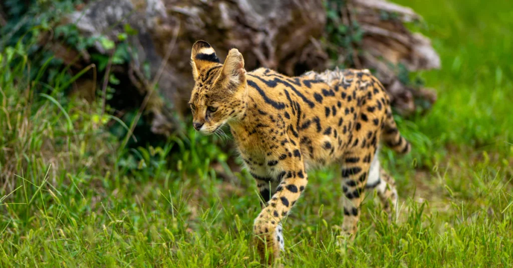 Serval cat walking through green grass