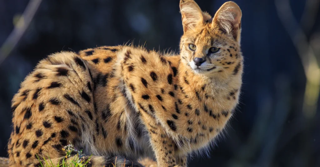 Serval cat in outdoor enclosure habitat