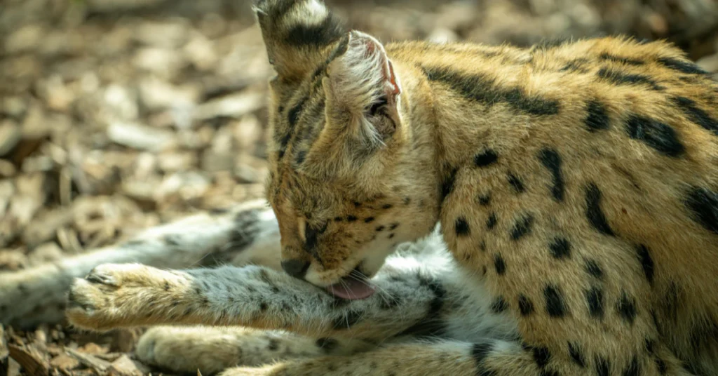 Serval cat resting closeup spotted coat