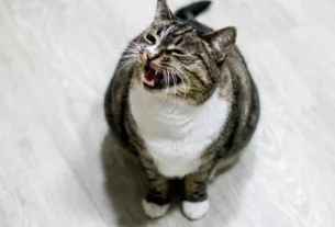 Cat meowing loudly at its owner indoors