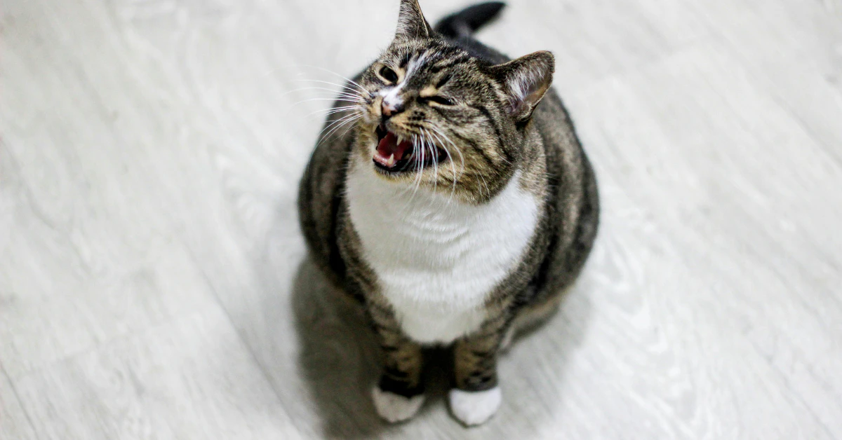 Cat meowing loudly at its owner indoors