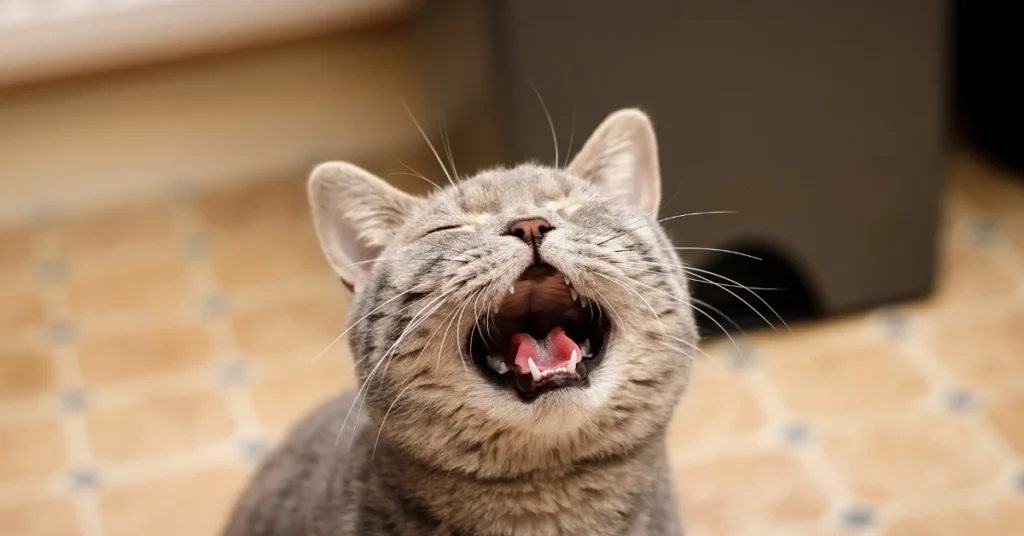 Bored indoor cat meowing near window