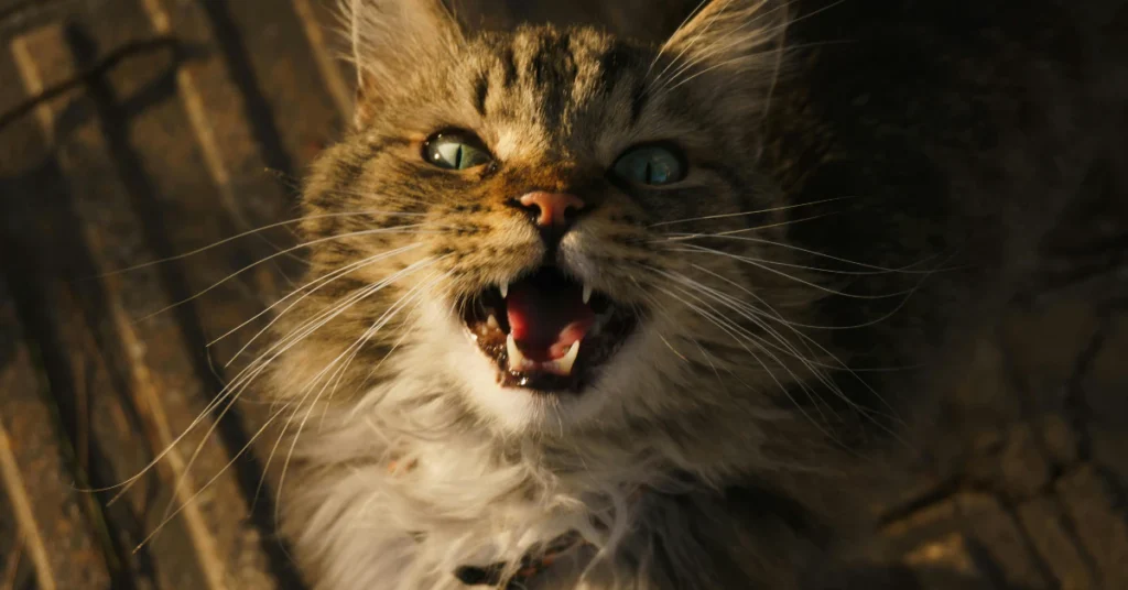 Close-up of vocal cat meowing loudly