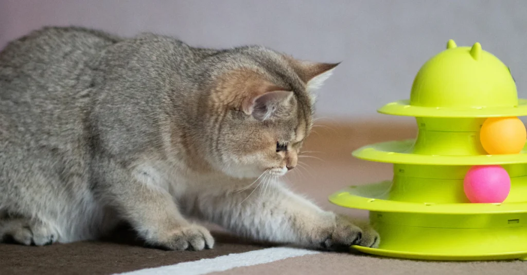 Cat playing with toys near window perch