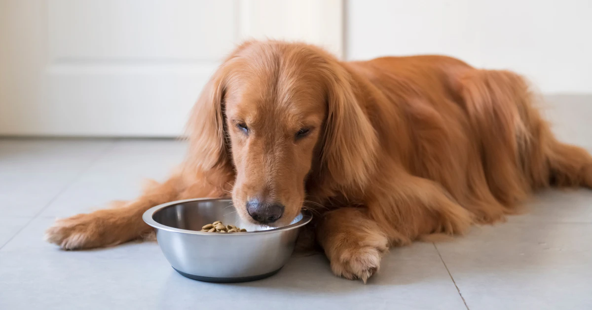 Golden retriever lying on the floor eating from a bowl, best dog food for skin allergies