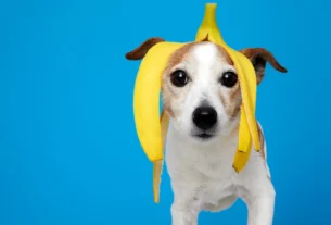 Small white dog wearing a banana peel on its head against a blue background