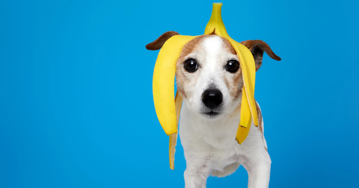 Small white dog wearing a banana peel on its head against a blue background