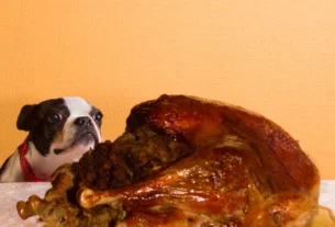 Boston Terrier dog sitting next to a whole roasted turkey, wondering if turkey is safe for dogs