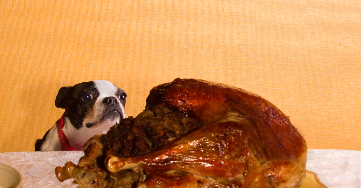 Boston Terrier dog sitting next to a whole roasted turkey, wondering if turkey is safe for dogs