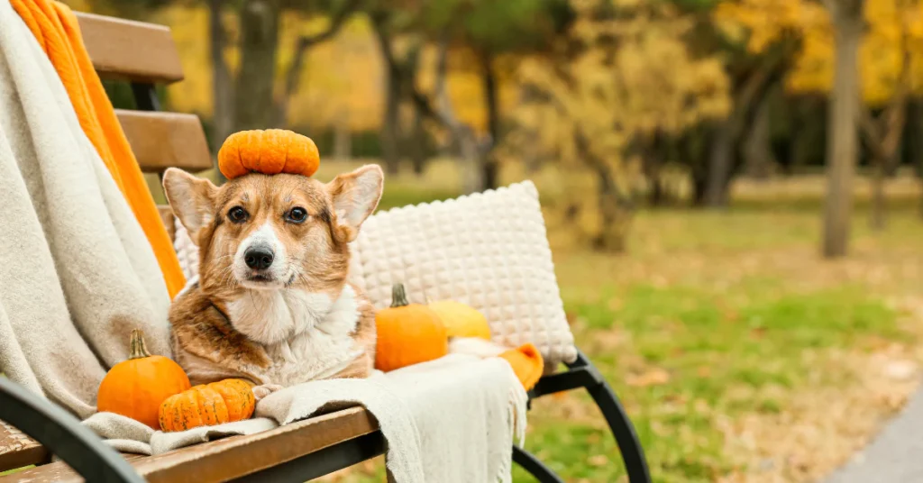 Corgi dog in a fall setting wearing a pumpkin-themed costume, enjoying a Thanksgiving day outdoors