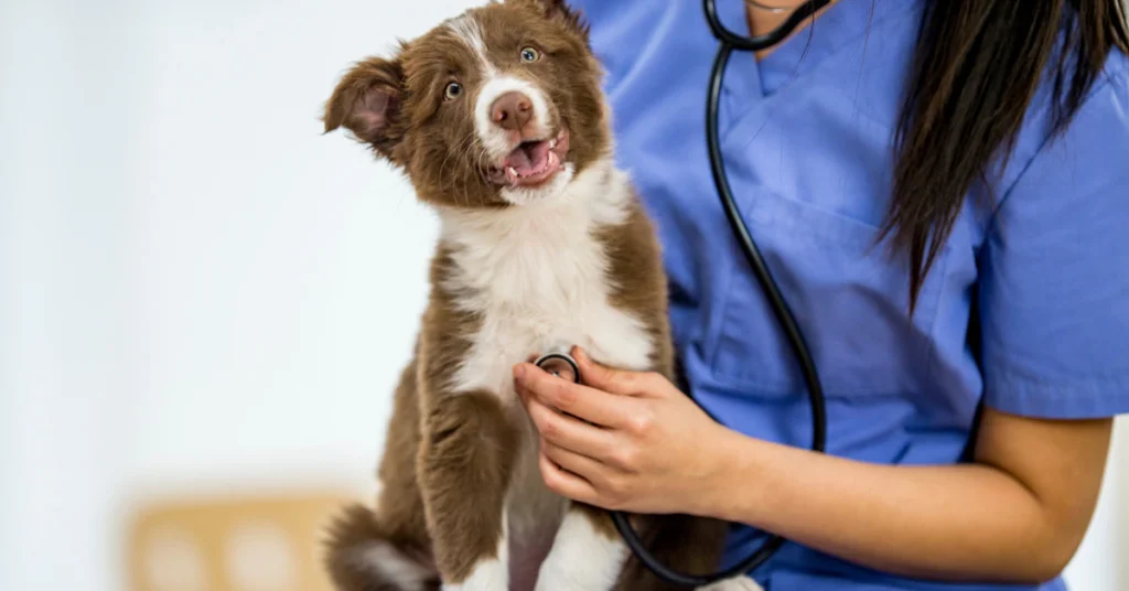 Border Collie dog being held by a veterinarian in blue scrubs during a vet checkup
