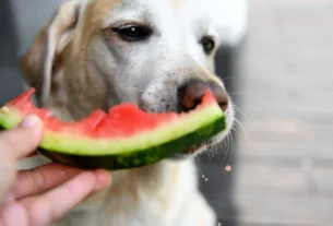 Dog about to eat a slice of watermelon
