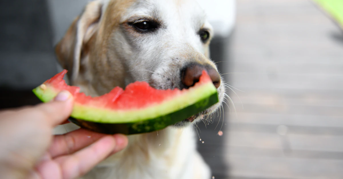 Dog about to eat a slice of watermelon