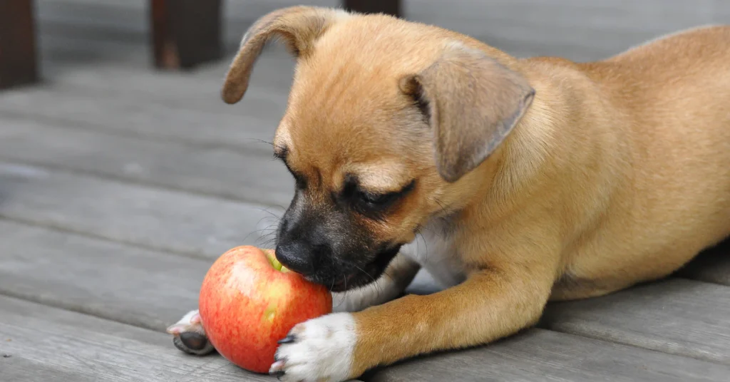 Puppy playing with a red apple