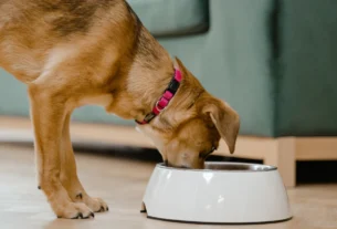 Dog eating from a food bowl on the floor