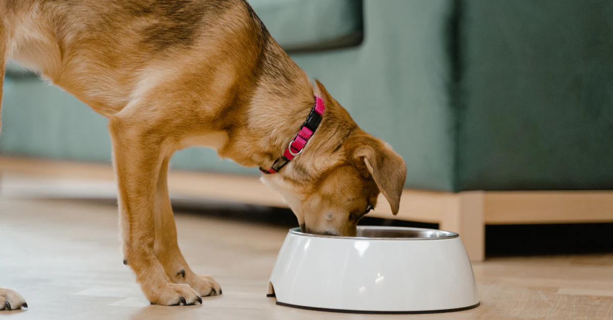 Dog eating from a food bowl on the floor